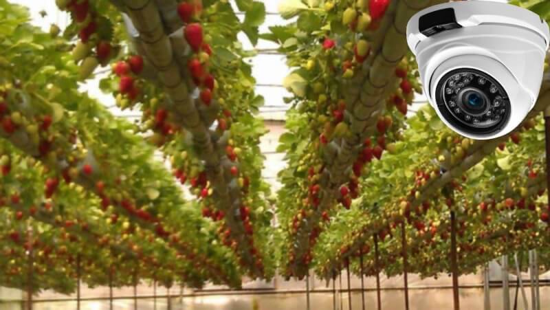 مزایایی نصب دوربین مداربسته در مزارع